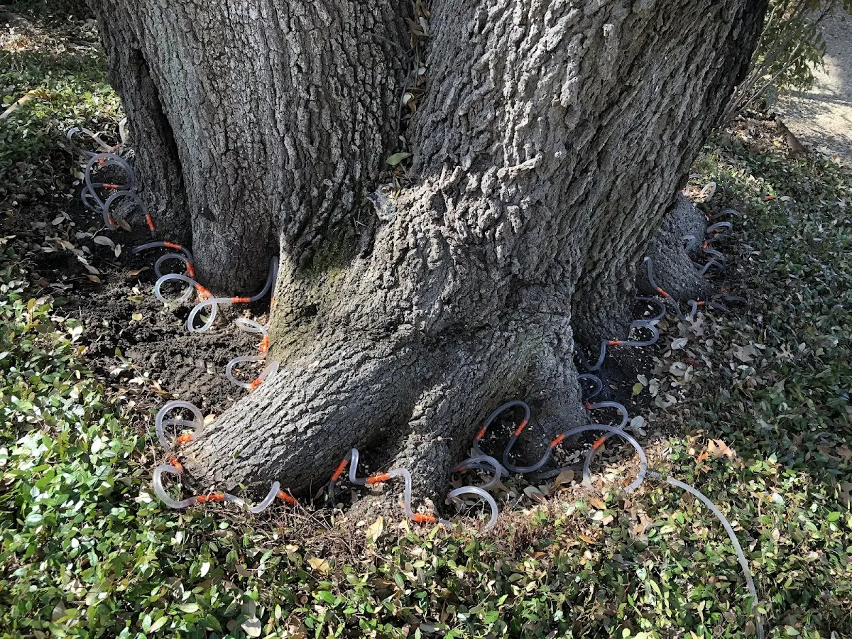 Detailed Tree Cabling and Bracing job site in Hebo